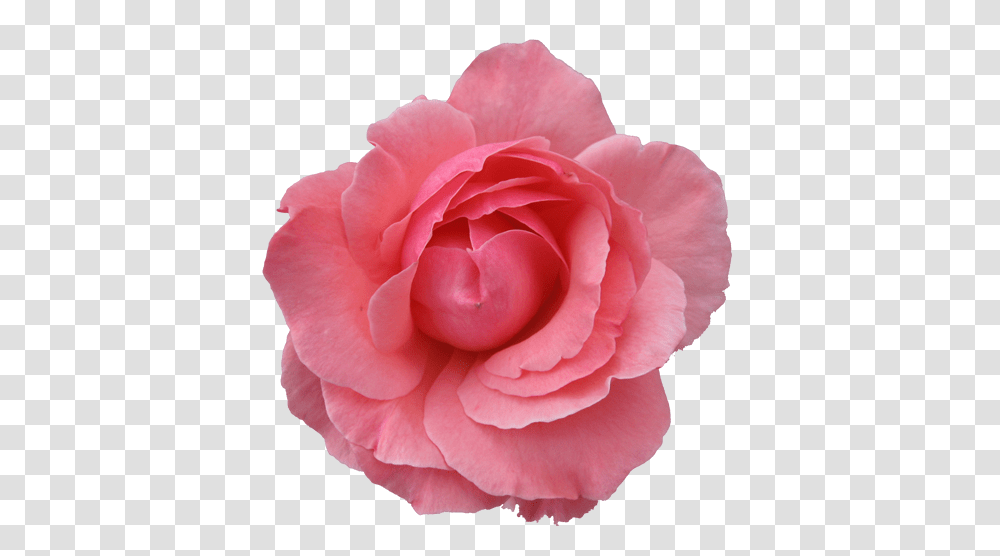 Rose, Flower, Plant, Blossom, Petal Transparent Png