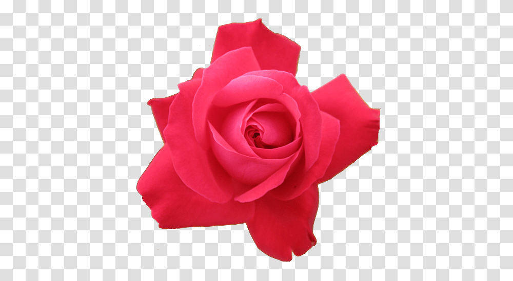 Rose, Flower, Plant, Blossom, Petal Transparent Png