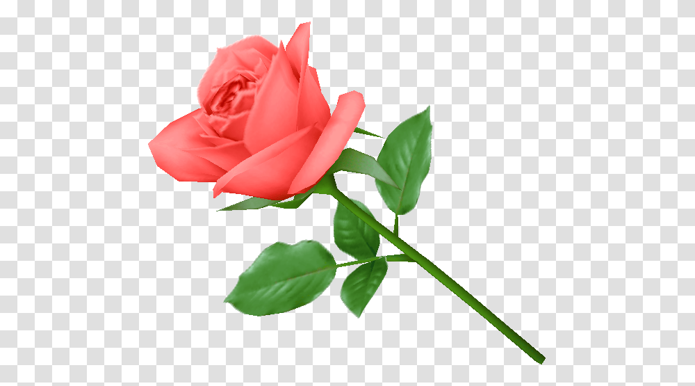 Rose, Flower, Plant, Blossom, Petal Transparent Png