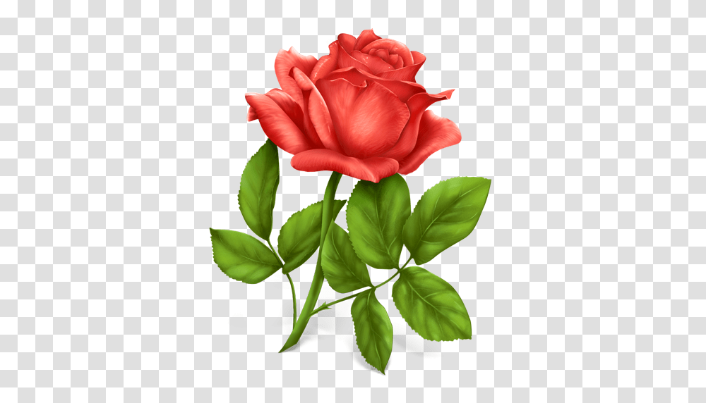 Rose, Flower, Plant, Blossom, Petal Transparent Png