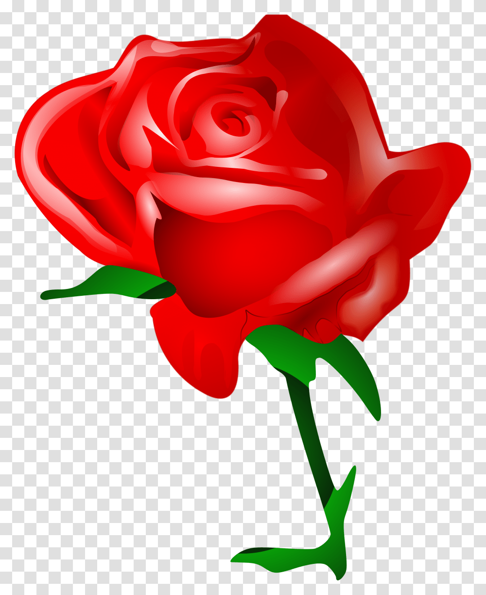 Rose, Flower, Plant, Blossom, Petal Transparent Png