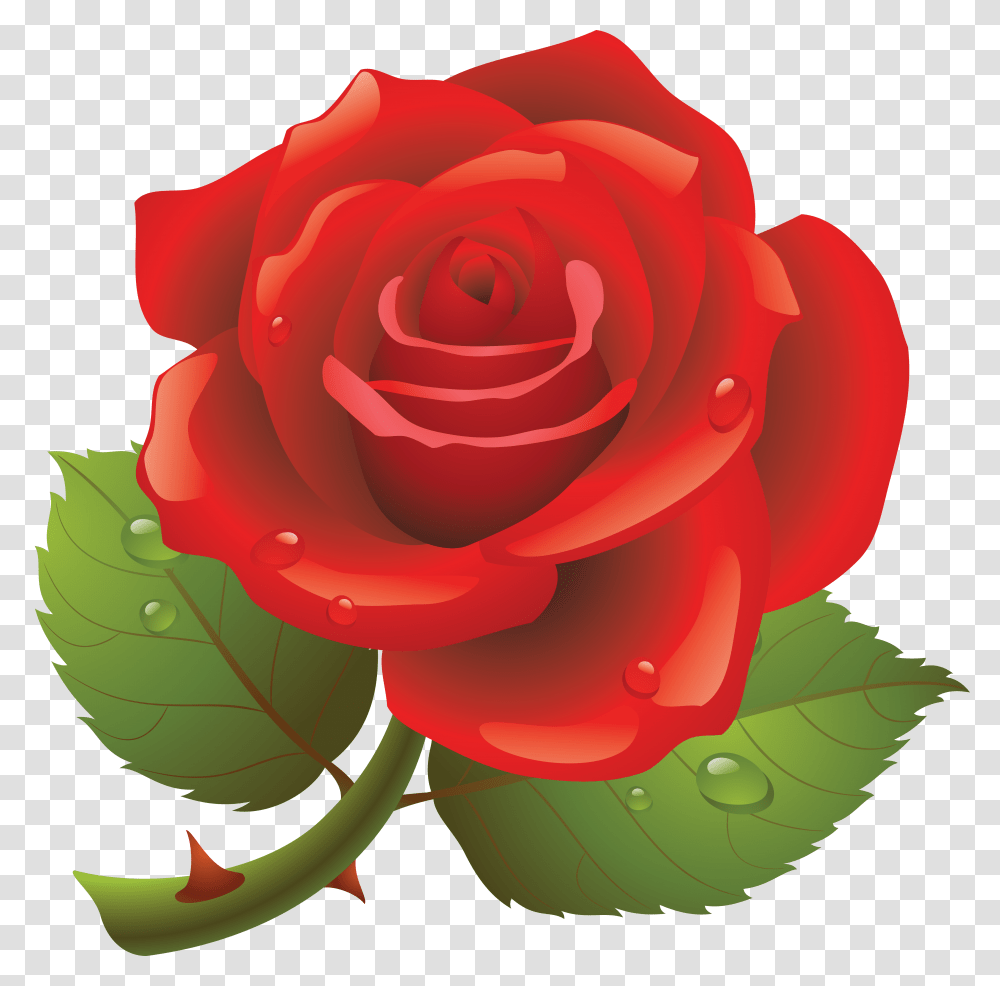 Rose, Flower, Plant, Blossom, Petal Transparent Png