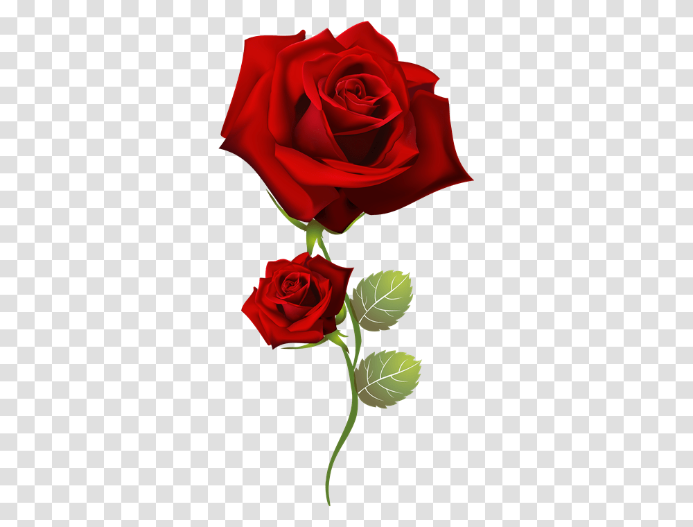 Rose, Flower, Plant, Blossom, Petal Transparent Png