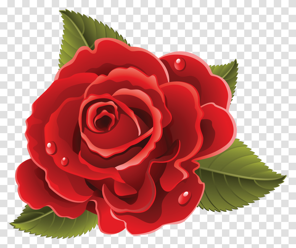 Rose, Flower, Plant, Blossom, Petal Transparent Png