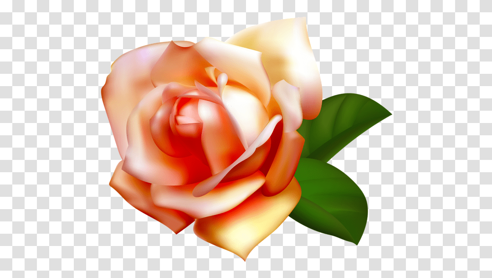 Rose, Flower, Plant, Blossom, Petal Transparent Png