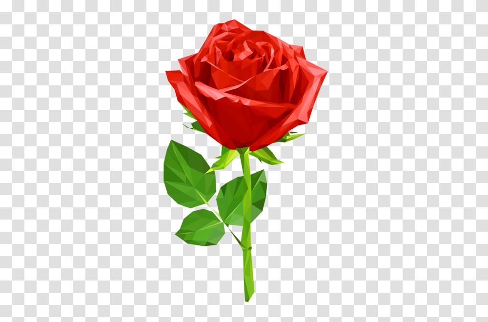 Rose, Flower, Plant, Blossom, Petal Transparent Png