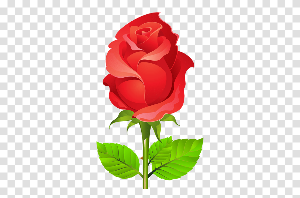 Rose, Flower, Plant, Blossom, Petal Transparent Png