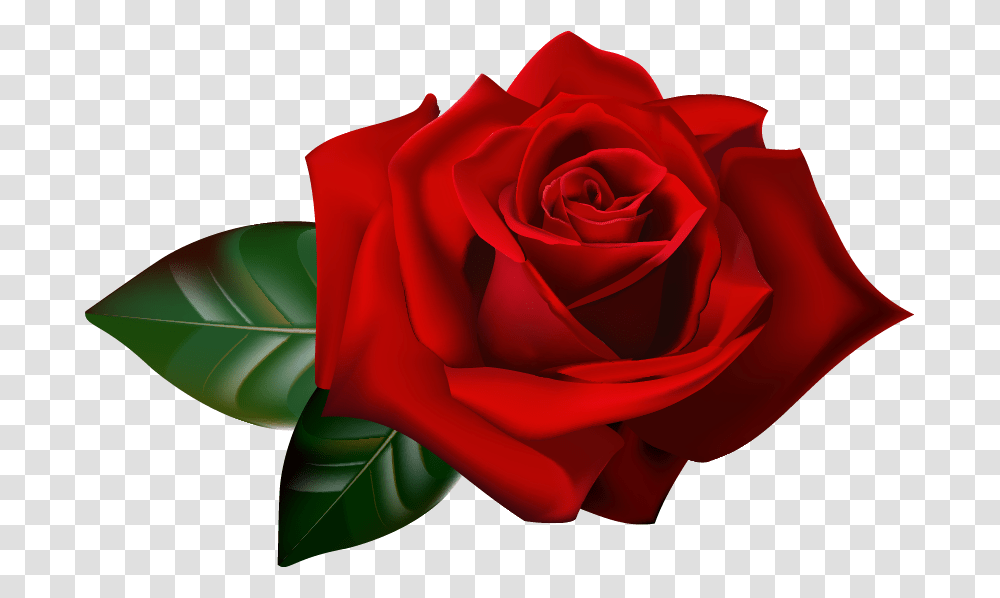 Rose, Flower, Plant, Blossom, Petal Transparent Png