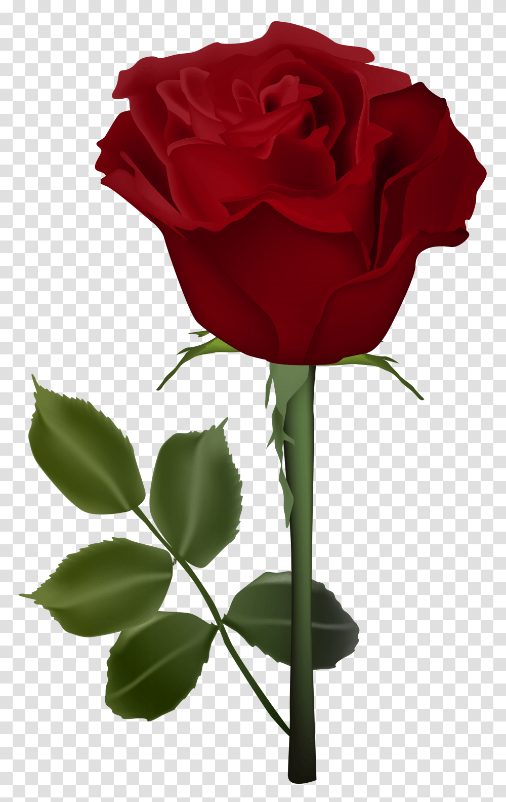 Rose, Flower, Plant, Blossom, Petal Transparent Png