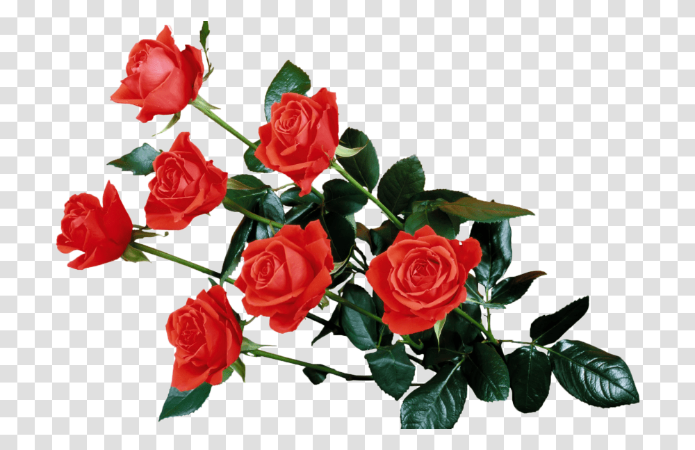 Rose, Flower, Plant, Blossom, Petal Transparent Png