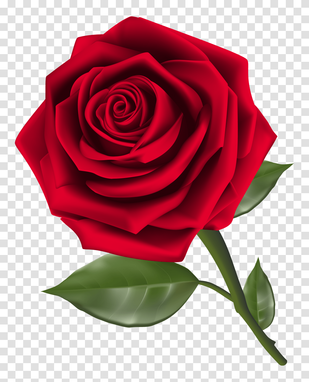 Rose, Flower, Plant, Blossom, Petal Transparent Png