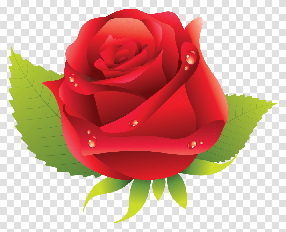 Rose, Flower, Plant, Blossom, Petal Transparent Png