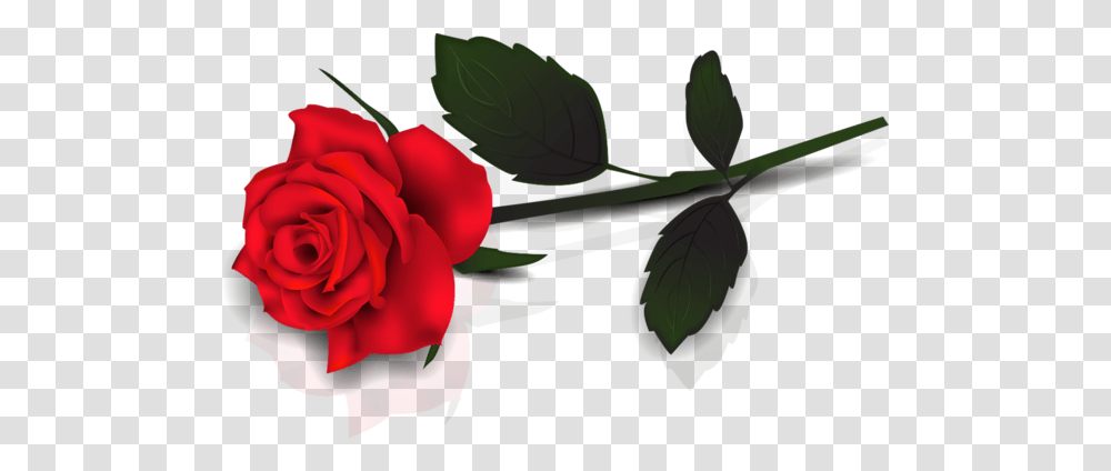 Rose, Flower, Plant, Blossom, Petal Transparent Png