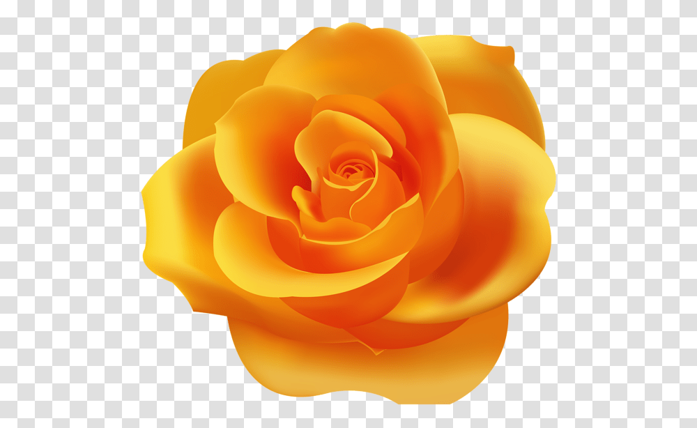 Rose, Flower, Plant, Blossom, Petal Transparent Png