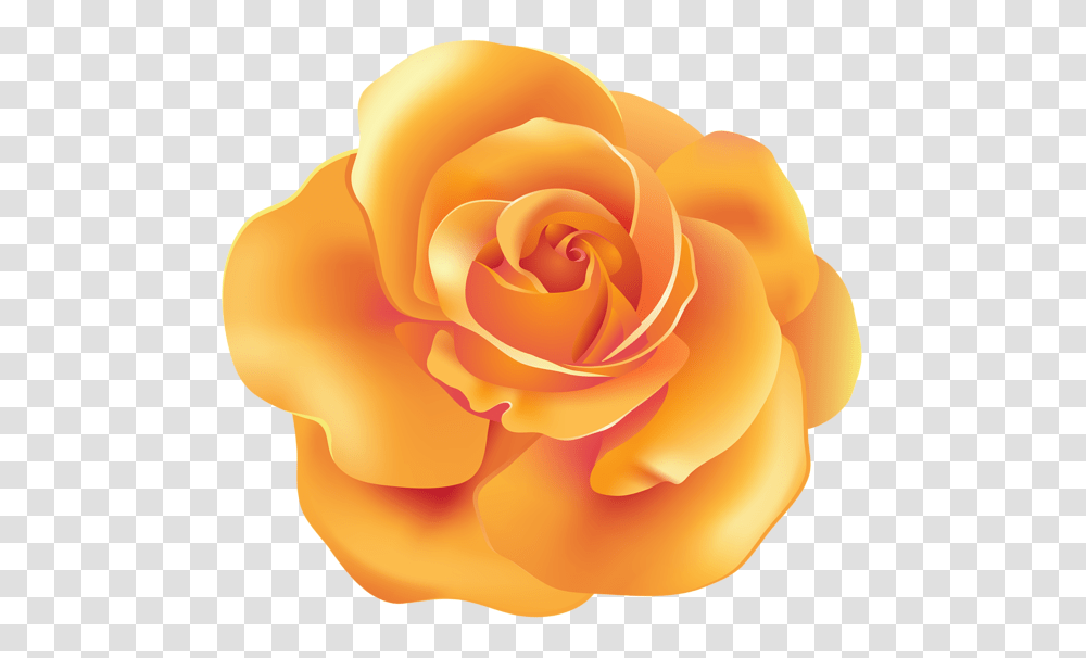 Rose, Flower, Plant, Blossom, Petal Transparent Png