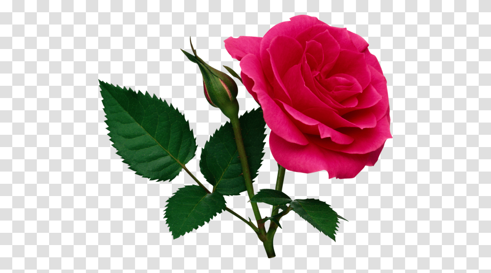 Rose, Flower, Plant, Blossom, Petal Transparent Png