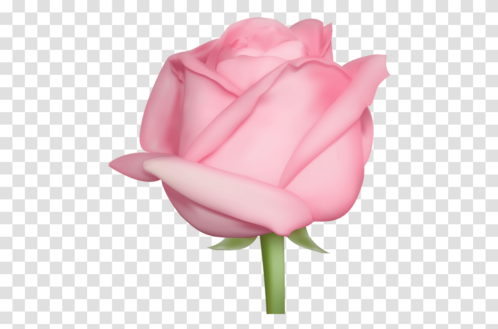 Rose, Flower, Plant, Blossom, Petal Transparent Png