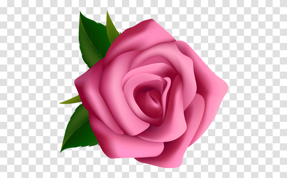 Rose, Flower, Plant, Blossom, Petal Transparent Png