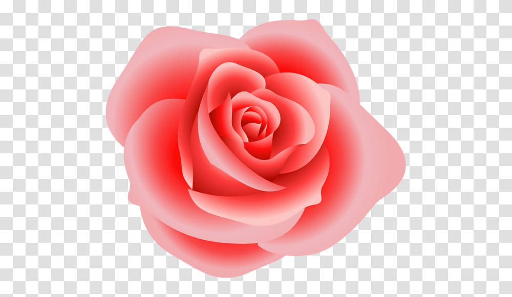 Rose, Flower, Plant, Blossom, Petal Transparent Png