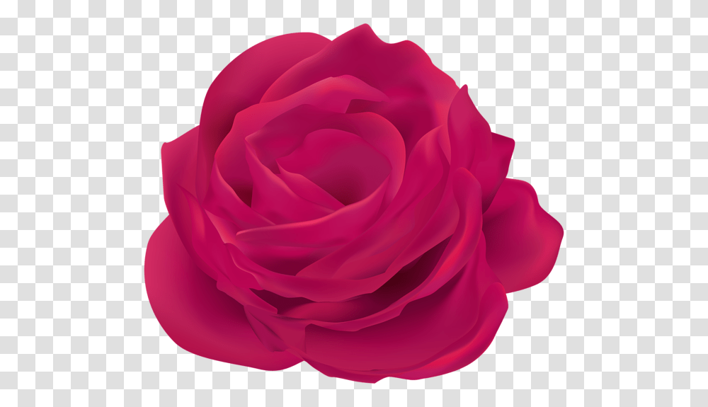 Rose, Flower, Plant, Blossom, Petal Transparent Png