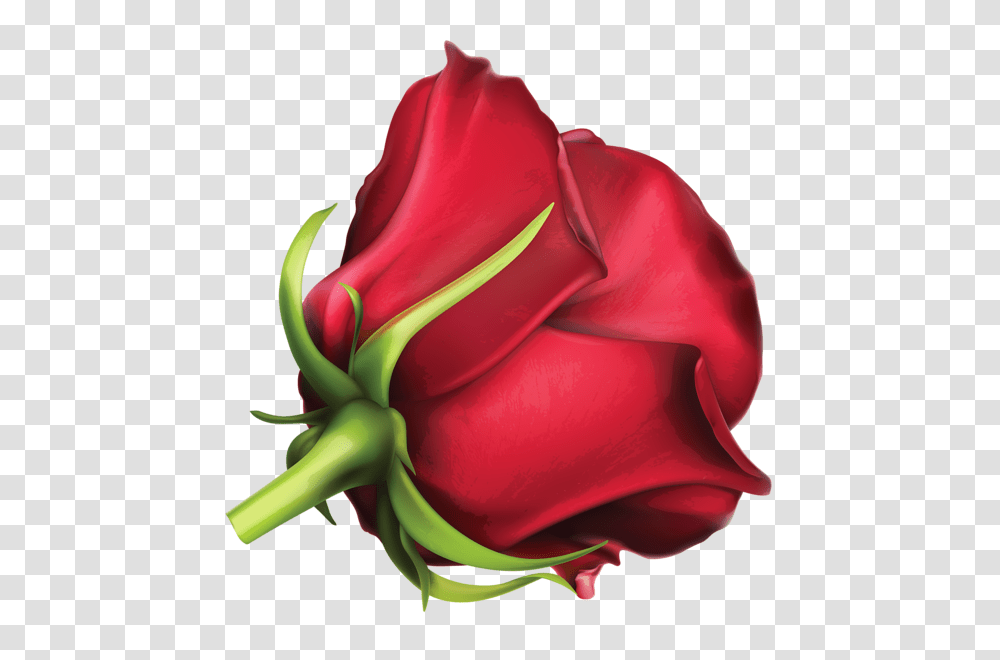 Rose, Flower, Plant, Blossom, Petal Transparent Png