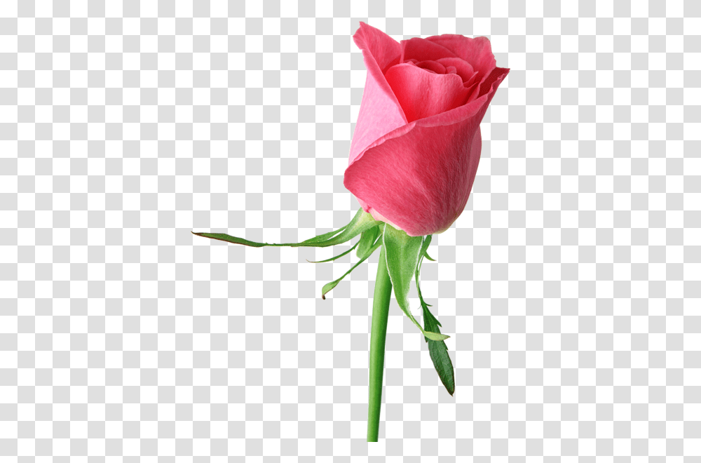 Rose, Flower, Plant, Blossom, Petal Transparent Png