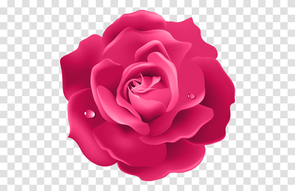 Rose, Flower, Plant, Blossom, Petal Transparent Png