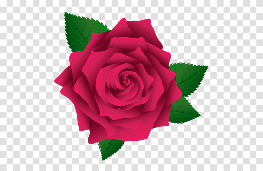 Rose, Flower, Plant, Blossom, Petal Transparent Png