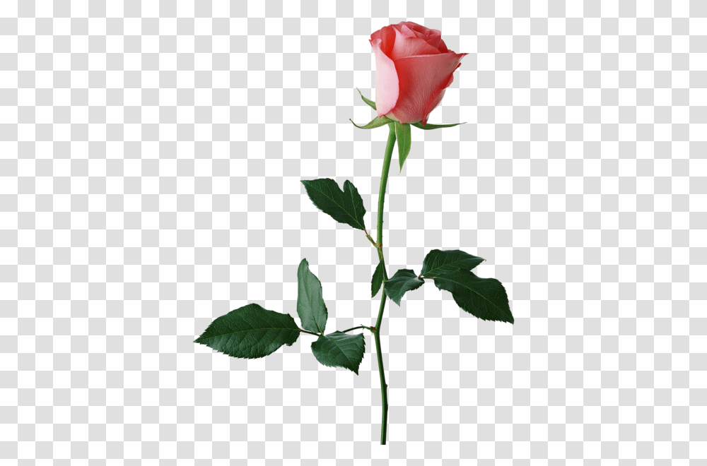 Rose, Flower, Plant, Blossom, Petal Transparent Png