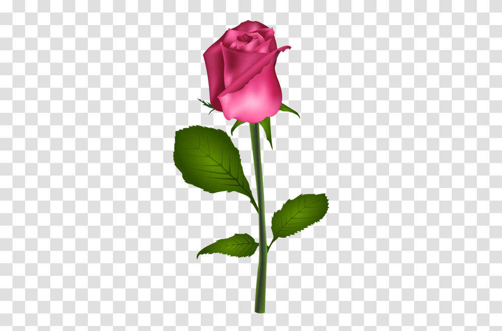 Rose, Flower, Plant, Blossom, Petal Transparent Png