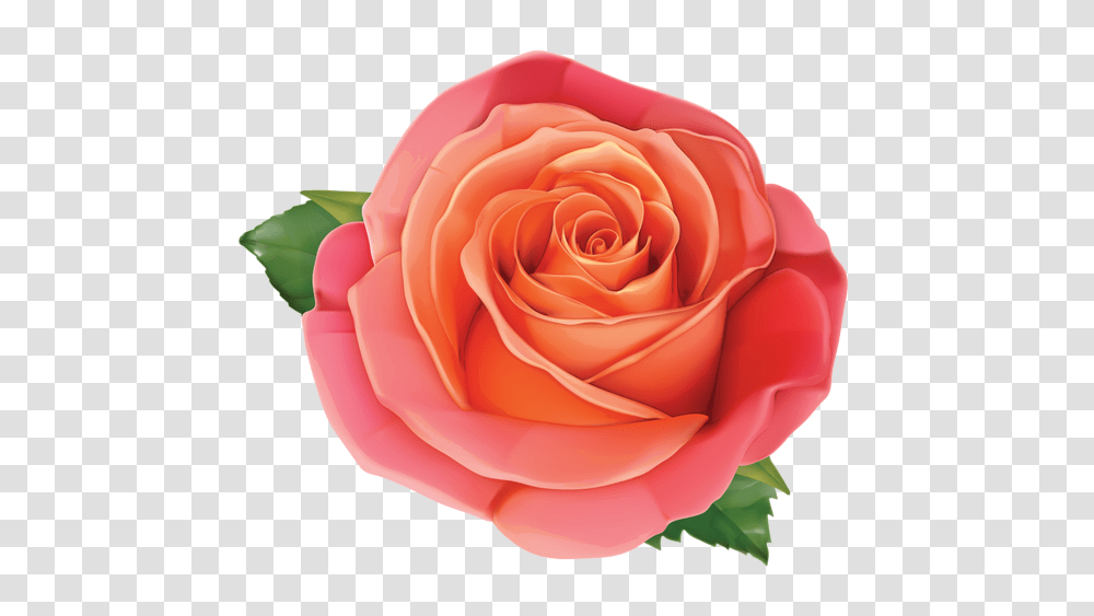 Rose, Flower, Plant, Blossom, Petal Transparent Png