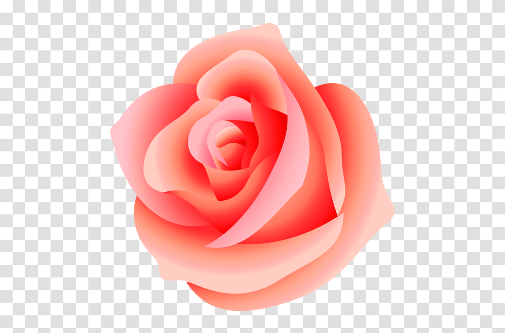 Rose, Flower, Plant, Blossom, Petal Transparent Png