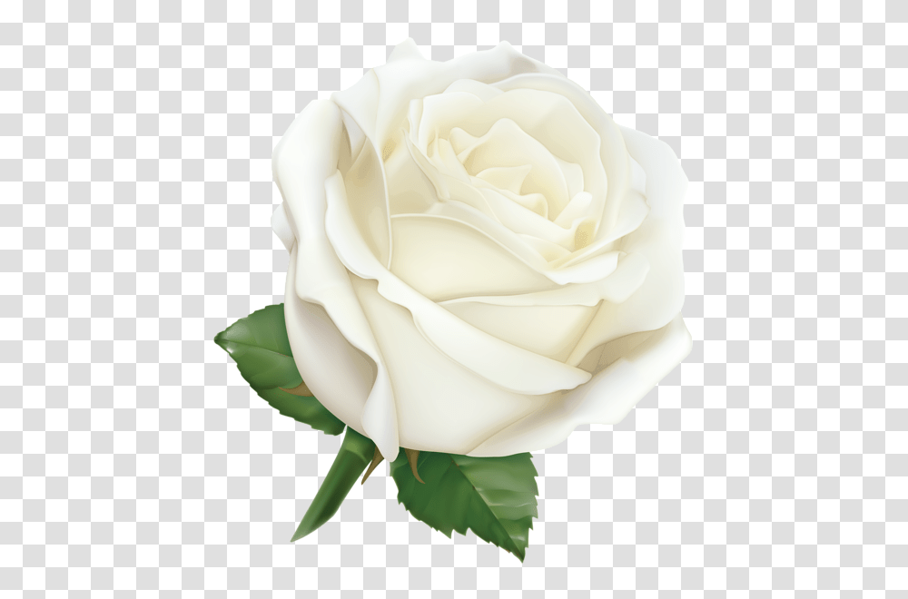 Rose, Flower, Plant, Blossom, Petal Transparent Png