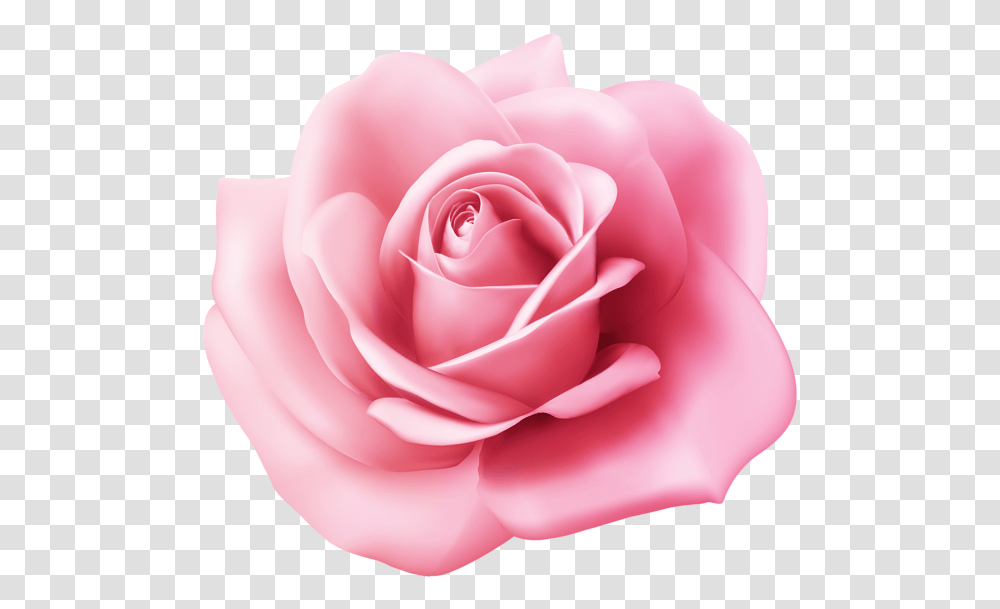 Rose, Flower, Plant, Blossom, Petal Transparent Png