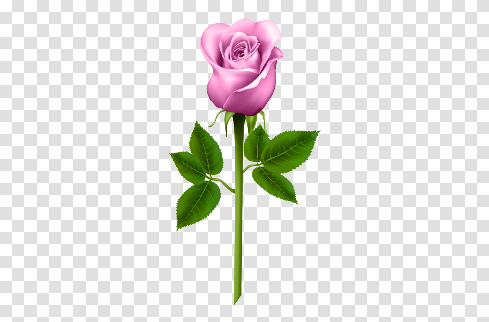 Rose, Flower, Plant, Blossom, Petal Transparent Png