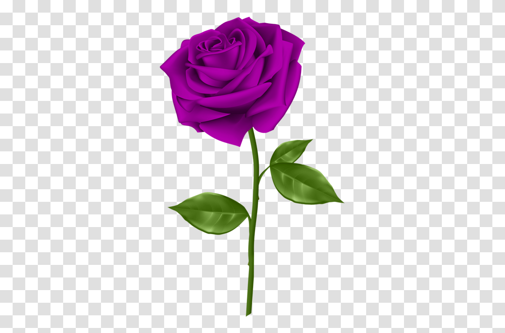 Rose, Flower, Plant, Blossom, Petal Transparent Png