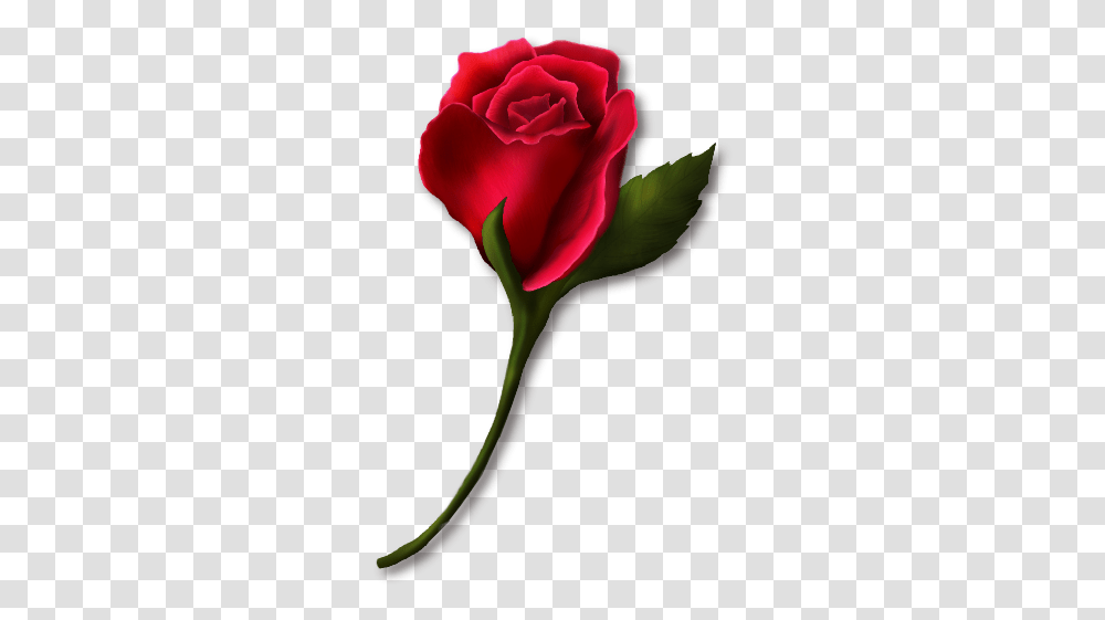 Rose, Flower, Plant, Blossom, Petal Transparent Png