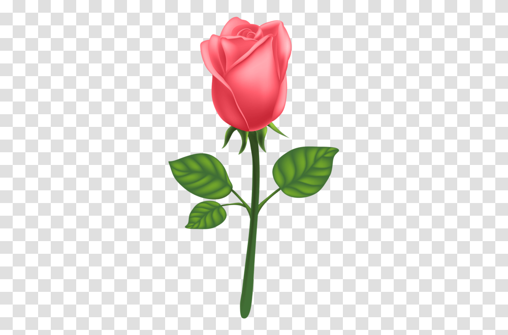 Rose, Flower, Plant, Blossom, Petal Transparent Png