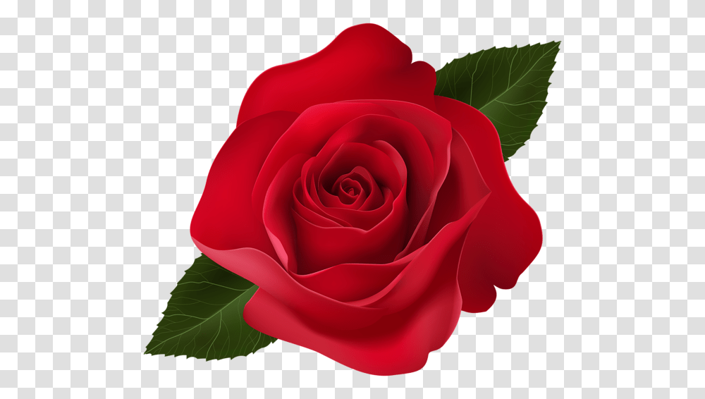 Rose, Flower, Plant, Blossom, Petal Transparent Png