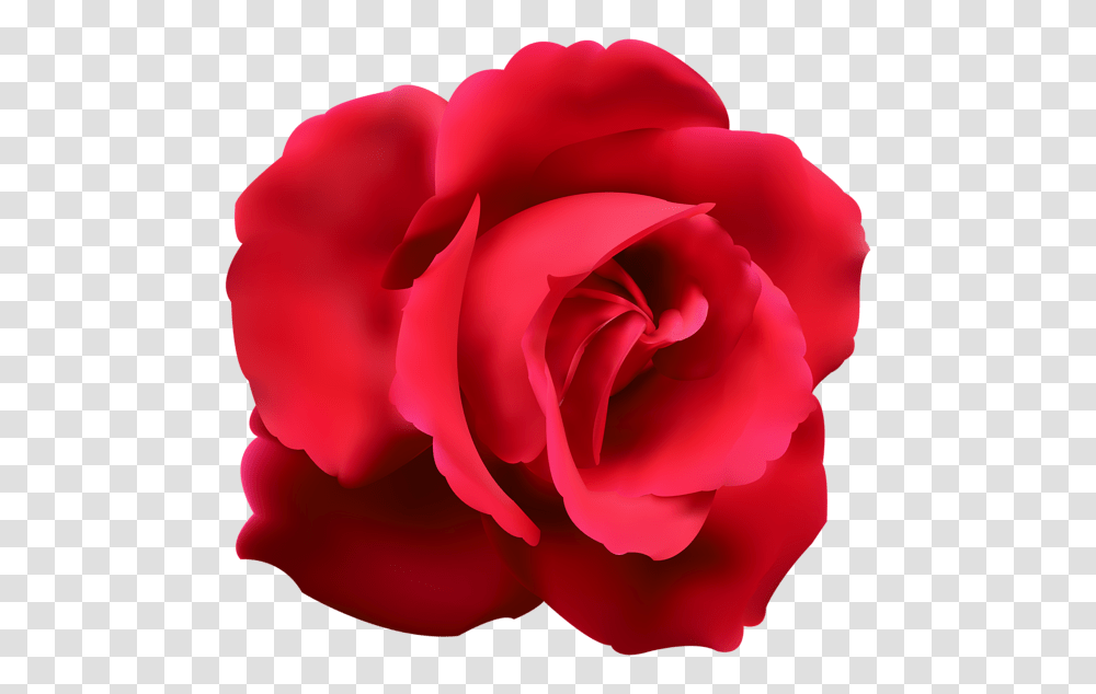 Rose, Flower, Plant, Blossom, Petal Transparent Png