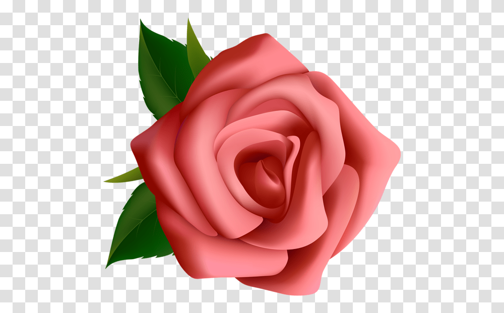 Rose, Flower, Plant, Blossom, Petal Transparent Png