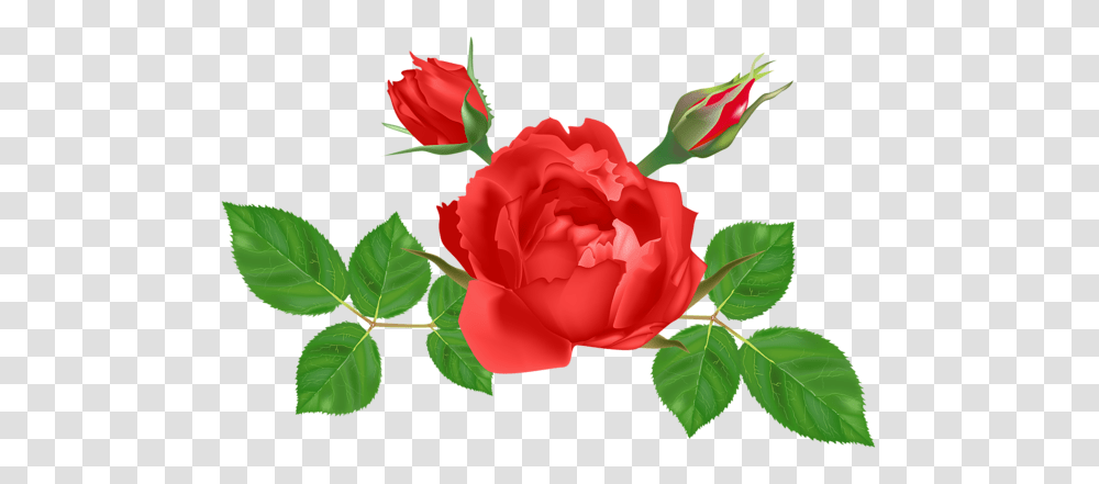 Rose, Flower, Plant, Blossom, Petal Transparent Png