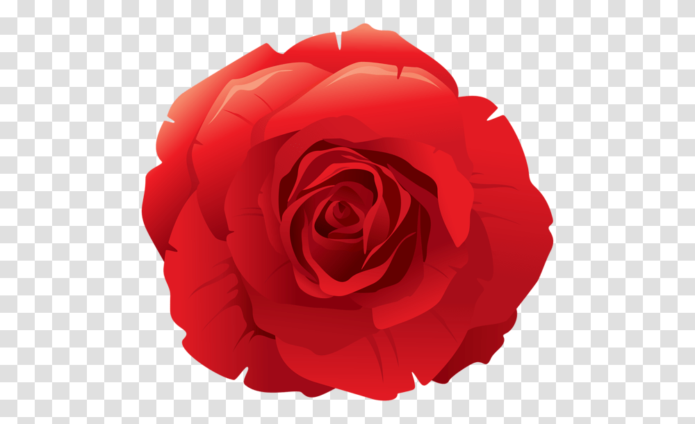 Rose, Flower, Plant, Blossom, Petal Transparent Png