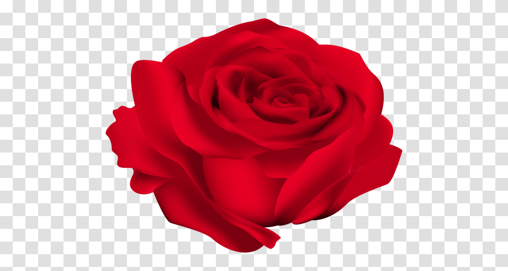 Rose, Flower, Plant, Blossom, Petal Transparent Png