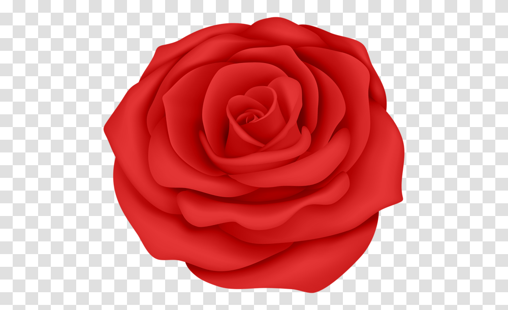 Rose, Flower, Plant, Blossom, Petal Transparent Png