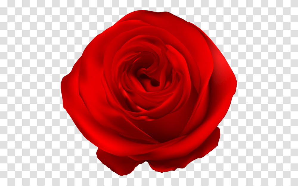 Rose, Flower, Plant, Blossom, Petal Transparent Png