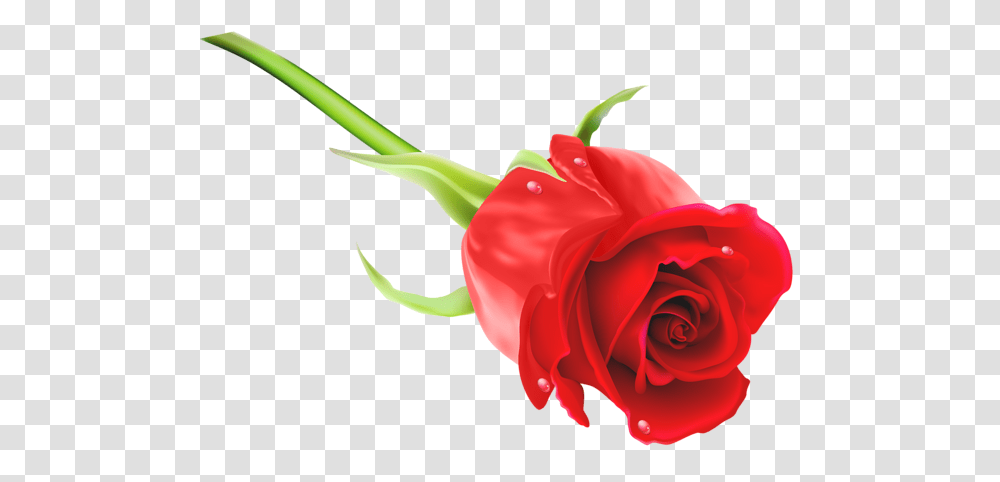 Rose, Flower, Plant, Blossom, Petal Transparent Png