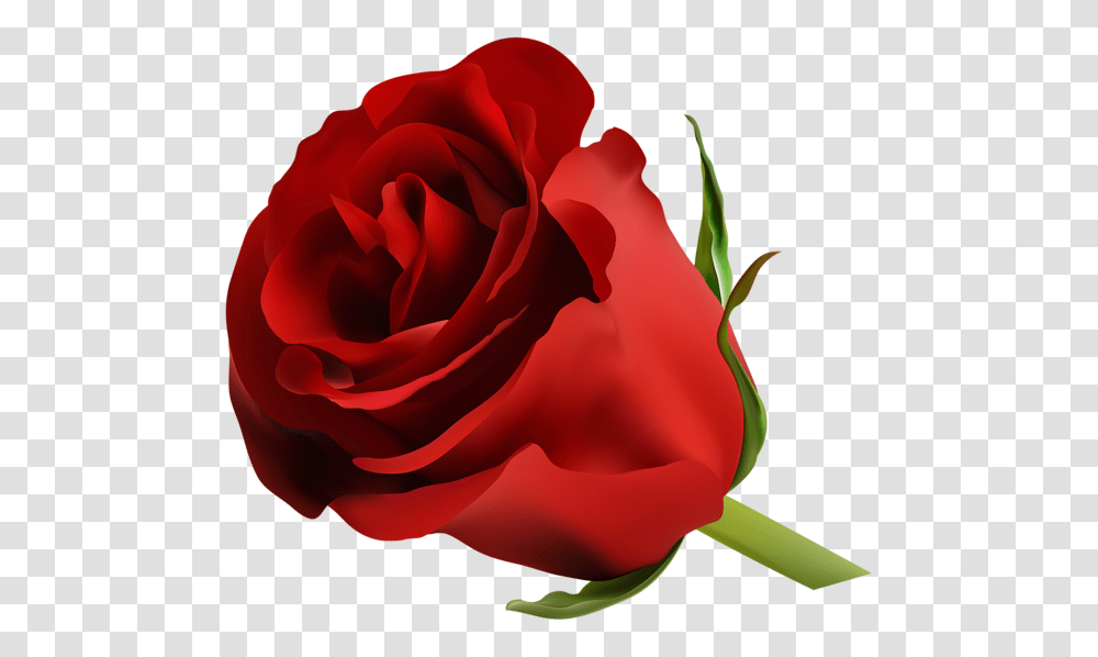 Rose, Flower, Plant, Blossom, Petal Transparent Png