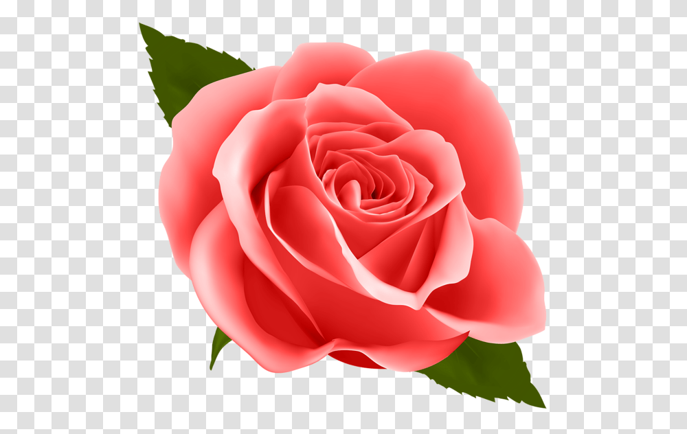 Rose, Flower, Plant, Blossom, Petal Transparent Png