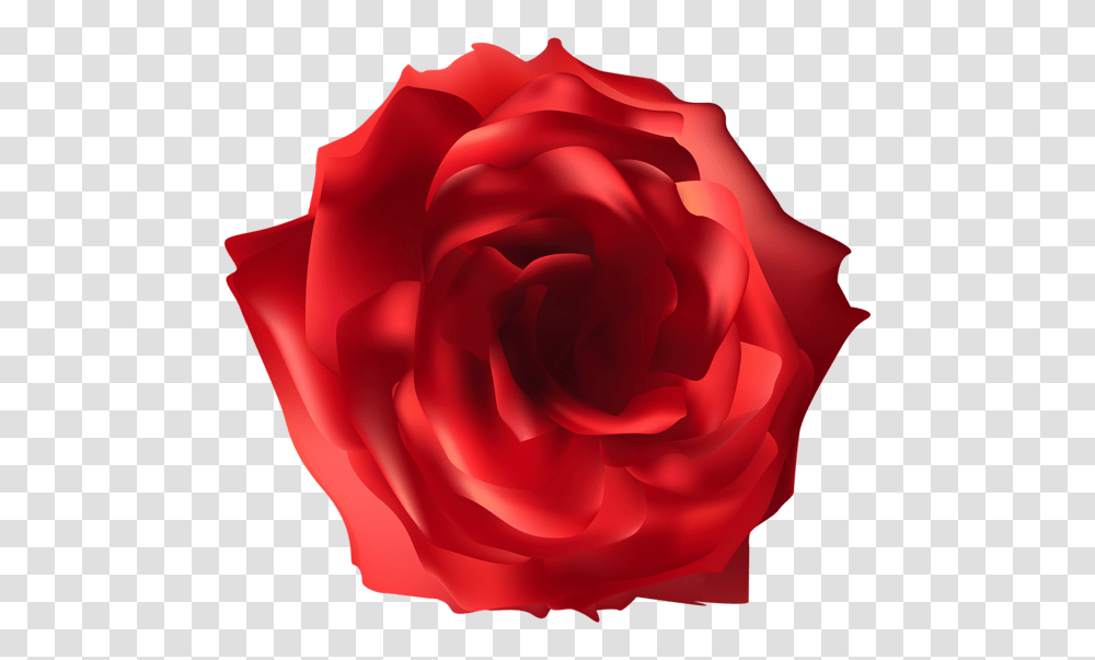 Rose, Flower, Plant, Blossom, Petal Transparent Png